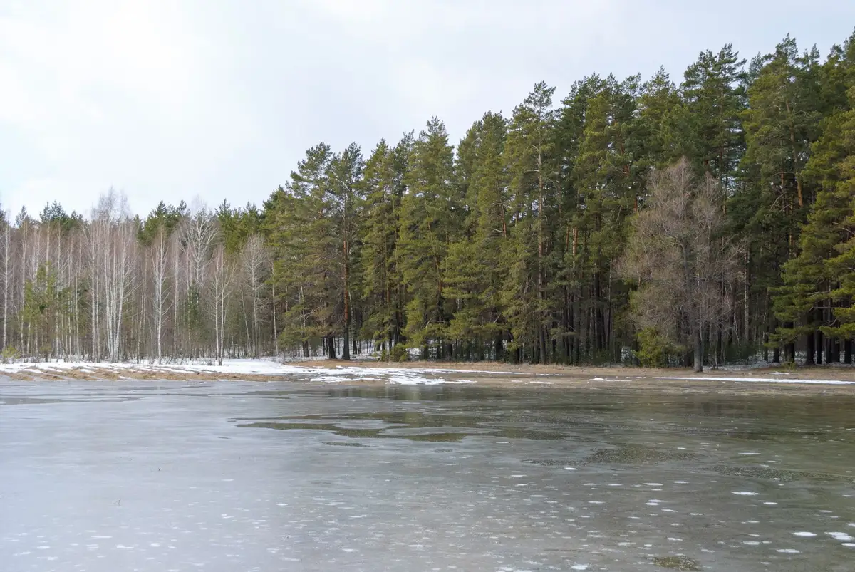 Frozen lake and pines